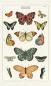 Mobile Preview: Vintage Geschirrtuch Schmetterlinge von Cavallini