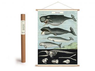 Vintage Poster Set mit Holzleisten (Rahmen) und Schnur zum Aufhängen, Motiv "Wale" von Cavallini